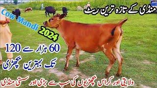 27-08-2024 imported heifers Fresh Rate on Gondal Mandi!Gondal Mandi latest update!#heifers#calf#cows