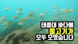 태종대 감지해변 스쿠버다이빙 수온 24도 꺼끌복 오징어 말쥐치 2023/9/24