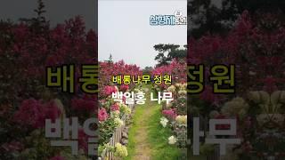 시선을 빼앗는 배롱나무키우기 정원만들기 #정원가꾸기 #정원디자인 #배롱나무