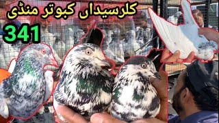 341 | Kabootar Market Kallar Syedan | Latest Update High Flyer Pigeon Market 25/9/2024 | Kabutar !