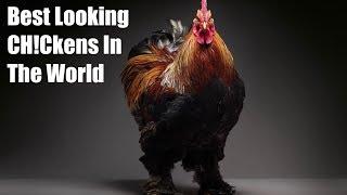 Top 10 Most Beautiful CHICkens in the World | CHICKen Book Project