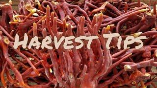 REISHI MUSHROOM PICKING AND PROCESSING TIPS, Antler Style Reishi Grow