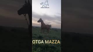 #ot #mazada #stallion #Horse #Coomari #adidas #kopkari #shorts 