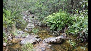 Freshwater ecology of the Wit River (Witrivier), Baviaanskloof - South Africa