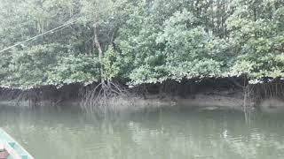 Casting techniques in Mangroves with Pelagic Tribe Aquamentice Shrimp