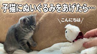 【保護子猫】子猫に猫のぬいぐるみをあげたら・・・