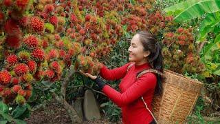 300 Days Harvest fruits, big mango, star apple Go to market sell | Emma Daily Life