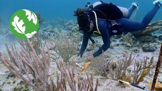 A Story of Hope for Coral Reef Protection and Restoration