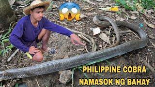 MUNTIK NG MATAPAKAN ANG COBRA DAHIL SA BIGLANG PAG SULPOT SA GILID NG BAHAY..PAGPAPANTAY NG PALAYAN