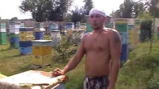 Пасека.Откачка меда.Часть 2.