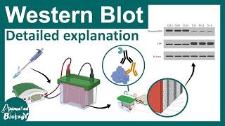 Western blot explained in details | Applications of western blot | CSIR NET