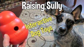 Introducing Sully To Interactive Toys ~ Kong Wobbler & Planet Dog Snoop ~ Blue Heeler Puppy