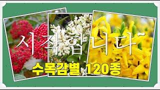 조경기능사 실기 수목감별 120종