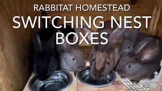 Baby Silver Fox Rabbit out of the nest box | Switching Nest Boxes