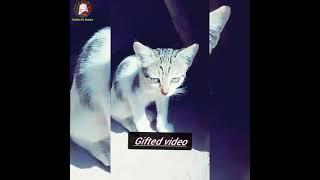 Naughty #cat poses/Gifted video/fatiha ki dunia