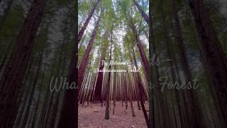 Redwoods – Whakarewarewa Forest