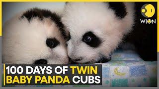 Hong Kong Celebrates 100 Day Milestones Of Twin Panda Cubs | World News | WION