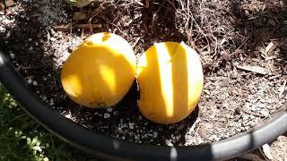 Guava Mango! Getting PERFECT fruit on a 3 gallon tree?