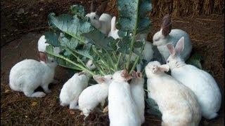 Rabbits enjoying morning Breakfast