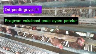 penting,,,,!!!.Program vaksinasi pada ayam petelur