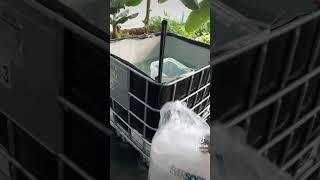 Making a #tilapia #aquaculture #aquarium #prepper #homesteading #greenhouse #aquaponics #prepping