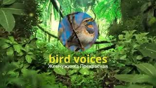 Голоса птиц: вертлявая камышовка