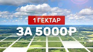 Как получить 1 Га земли за 5000 руб. Лесной участок под пчеловодство 2020. Аренда лесного участка