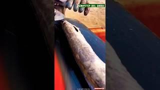 3 KNIVES!! Needed for This Monster Eel! ️ Watch the INSANE Cut & Gut Process!  #shorts #fish #eel