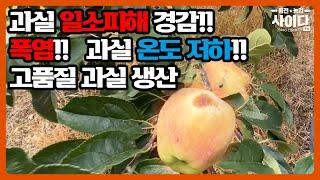 급증하는 폭염.일소피해! 과실온도를 저하시키고 고품질 열매를 생산 하는 방법은? with CLOVA Dubbing