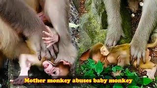 Poor baby monkey is treated badly by mother monkey every day, baby monkey cries loudly