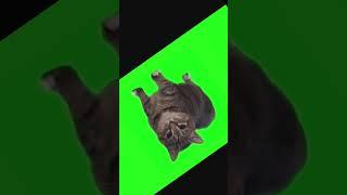 бесконечная анимация уиа кот #cat #dance #хайп