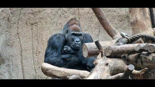 Gorilla Abeeku & Family  #leipzigerzoo 2/25 #gorilla #Pongoland #gorillaalltag