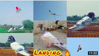 30 fit jaal in jhelum pigeon landing ||jhelum pigeons