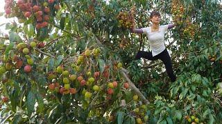 Harvest lychees and sell them at the village market - Duong harvesting, Green forest farm