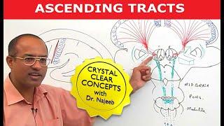 Ascending Tracts | Spinothalamic Tract | Spinocerebellar Tract