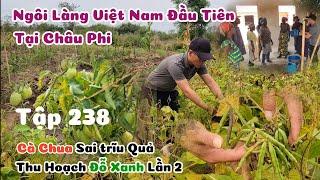 Huy Khánh Vlogs || Tập 238: Giàn Cà Chua Sai Trĩu Quả, Thu Hoạch Đỗ Xanh Lần 2 Bất Ngờ