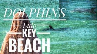 LIDO KEY BEACH DOLPHINS | Sarasota Florida | Mey Estes