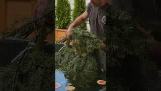 Горячая хвойно-цитрусовая купель для идеального расслабления после #бани #спа #сауна #релакс