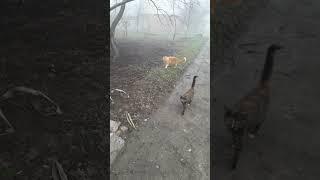 Верные провожатые