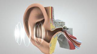 El viaje del sonido al cerebro