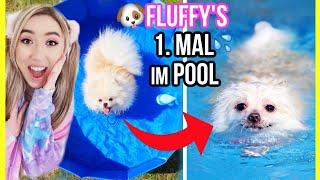 FLUFFY WELPE geht in POOL schwimmen & planschen das 1. MAL im SOMMER (einfach Süß)