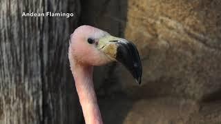 Andean Flamingo