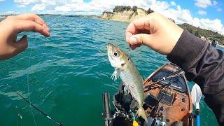 NZ Kayak fishing with Livebait