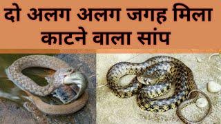 बरसात में फिर निकलने लगे, काटने वाले साँप |checkered keelback snake|checkerd keelback rescue