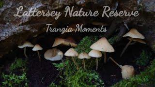 A Stroll Around An Autumnal Lattersey Nature Reserve.