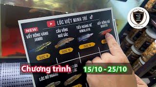 Hỗ trợ người mới chơi Cá Lóc Cảnh