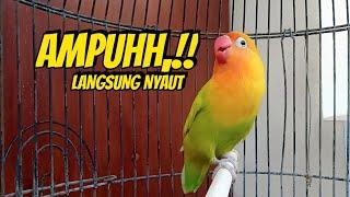 Lovebird Fighter Ngekek Panjang ini PANDAI Bikin Lovebird Cepat Ngekek, Sekali Putar Langsung NYAUT