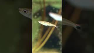 Rotlinien Eidechsensalmler – Iguanodectes geisleri | #Aquarium