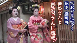 [2023/3/18]京おどり近づく宮川町で舞妓さんと珍しい「半だらさん」に遭遇！Maiko Geisha Kyoto Gion Miyagawa-cho