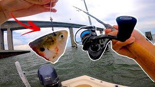 Fishing CUT BAIT for HUGE Bridge Fish **Surprise Ending**